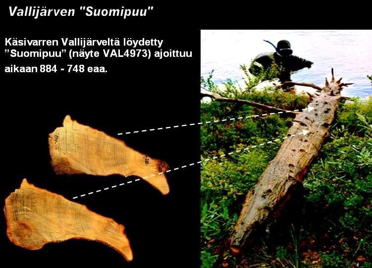 Suomen karttaa muistuttava Suomipuu (näyte VAL4973) on Vallijärvestä löydetyistä rungon osista erikoisin. Sen vuosilustot ajoittuvat aikaan 884 48 eaa.