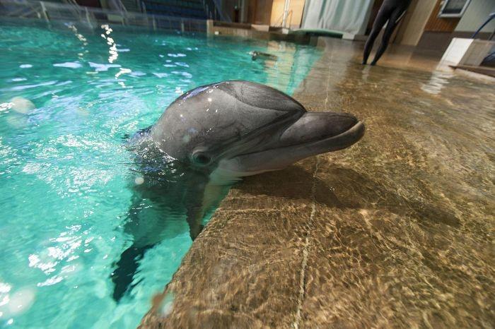 Delfiinit maksavat Särkänniemelle yli 5 000 euroa päivässä olisiko niiden lopettaminen inhimillisin vaihtoehto?