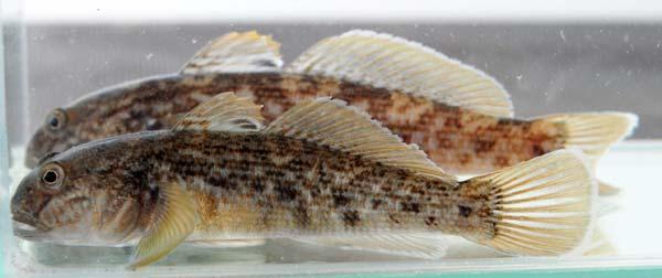 Mustatäplätokko (Neogobius melanostomus) on hyvin aggressiivinen kilpailija