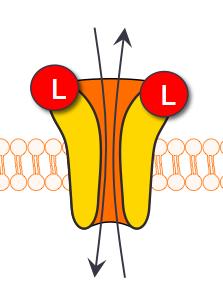 proteiiniin -->KOHDEMOEKYYI ÄÄKEAINEIDEN KOHDEMOEKYYIT TYYPEITTÄIN Fysiologiset reseptorit Ionikanavat Entsyymit Kuljettajaproteiinit Muita kohteita, mm.