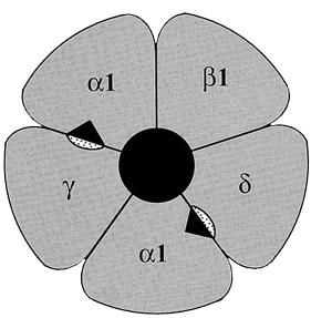 reseptori PRESYNAPTINEN HERMOSOU GABA Cl GABAAreseptori Cl GABAAreseptori GABA Bentsodiatsepiinit Flumatseniili (antagon)