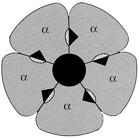 alayksikköjä koodittaa 19 geeniä kahdeksan eri alayksikköluokkaa α1-α6, β1-β3, γ1-γ3, δ, ε, θ, π, ρ1-ρ3 Barbituraatit