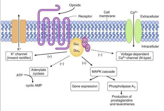 Esimerkki: opioidien (morfiini) µ-reseptorisignalointi PKC aktivaatio PIP2