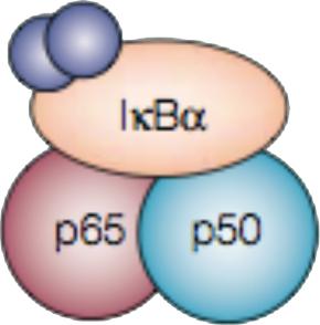 aktivoi reseptorissa olevan entsyymin (kinaasin) β-arrestiini β-arrestiini