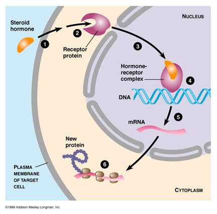 Solun sisäiset/ tumareseptorit sitoutuakseen solunsisäiseen reseptoriin