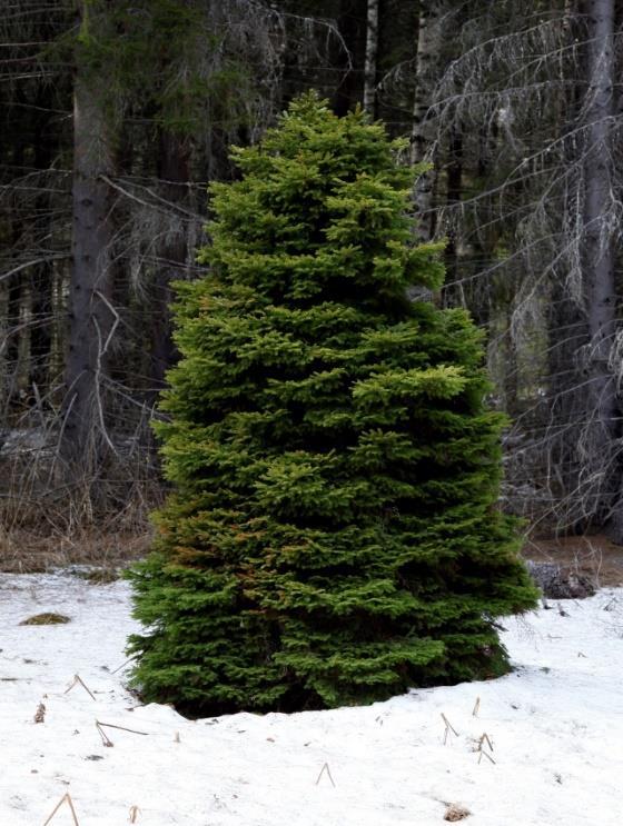 pintasterilointi onnistuu paremmin vetyperoksidilla kuin etanolilla, mutta vaikeutuu mitä pidemmälle kesä etenee.