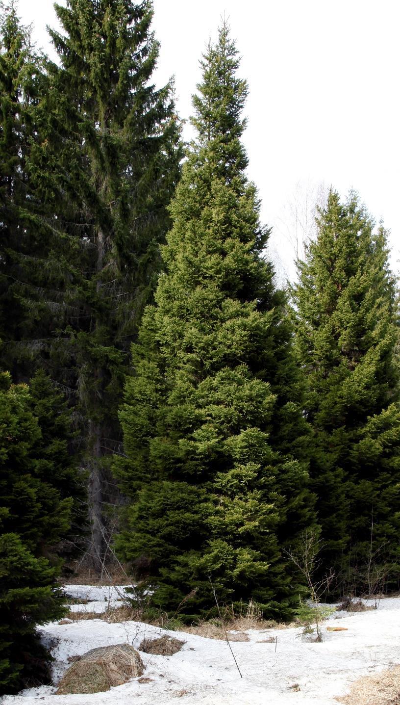 Kuva 3 Tuulenpesäkuusi (Picea abies f. globosa), klooni E11437 kokeessa Punkaharjulla on oksa-aineiston keräyspuu. Lohjalta peräisin olevan tuulenpesäkuusen siemenistä kasvanut puu.