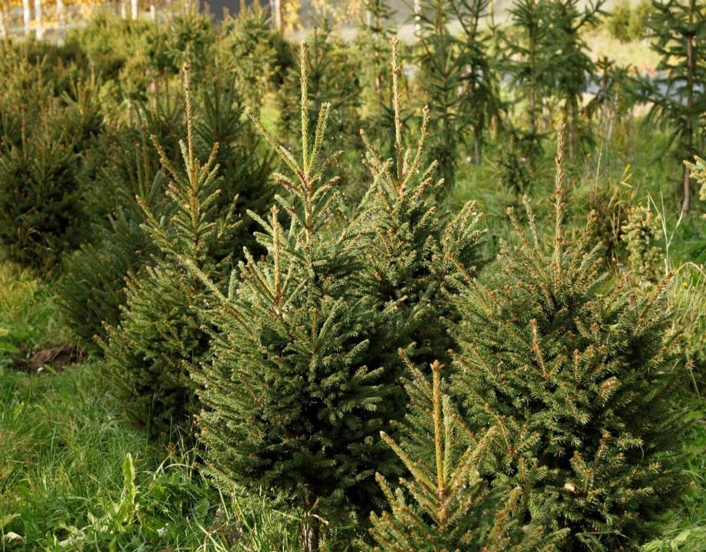Kuva 5 Tuulenpesäkuusi (Picea abies f. globosa), Punkaharjun lisäystarhassa.