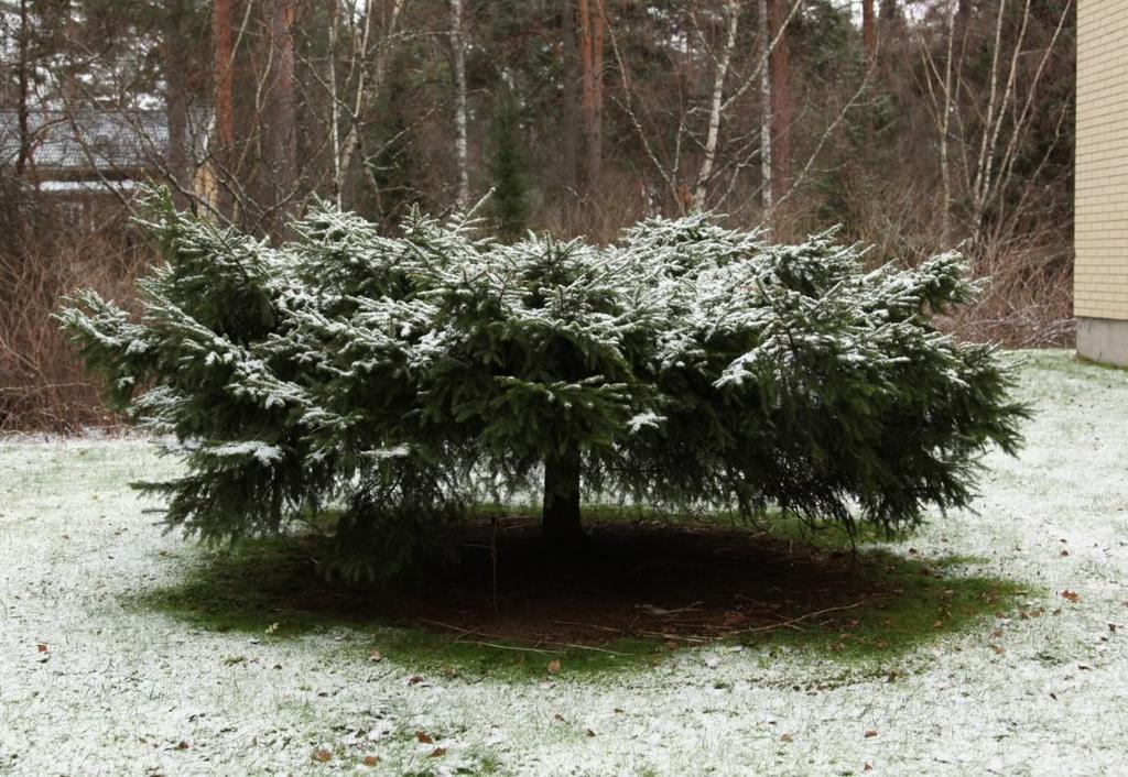 Kuva 7 Pöytäkuusi (Picea abies f. tabulaeformis) Tapion pöytä (E2165) Punkaharjulla. Kuvassa on noin 20 vuotta vanha varte.