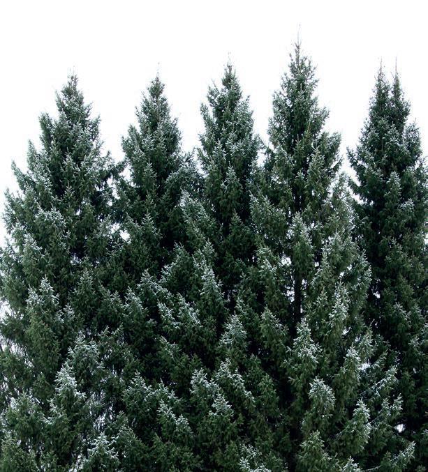 Kuva: Teijo Nikkanen Kuva 8 Kartiokuusi (picea abies f. pyramidata) Pelkola (K359) Haapastensyrjässä Lopella.
