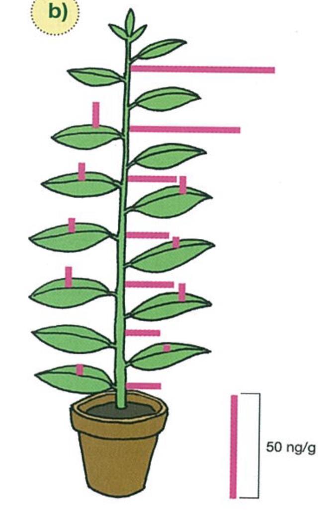 Kuva 2. Auksiinipitoisuus (punaiset palkit) kasvin eri osissa nanogrammoina tuorepainogrammoista. Fagerstedt, Linden, Santanen ja Väinölä (2008) 2.