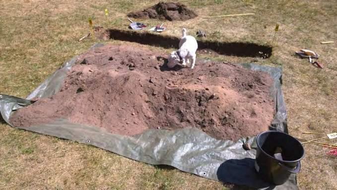 Hekla-koira tutkii kaivausalueen 3 kaivumaita.