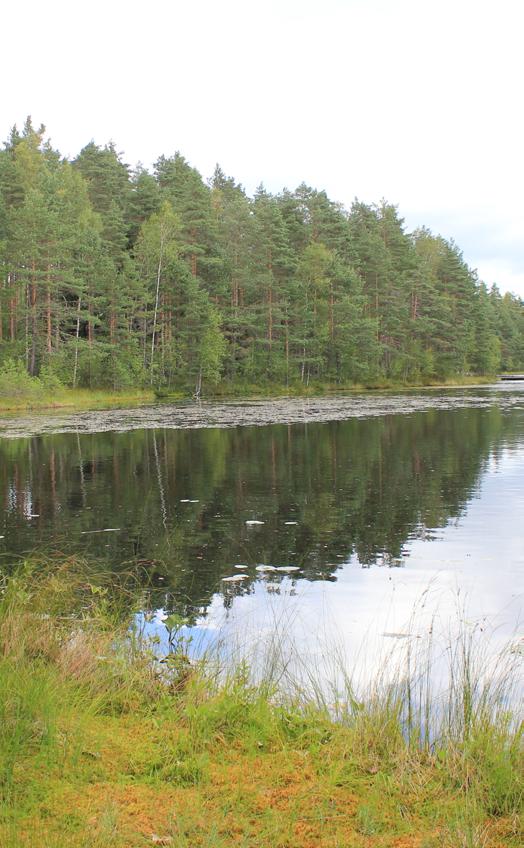 60 Igelräsk