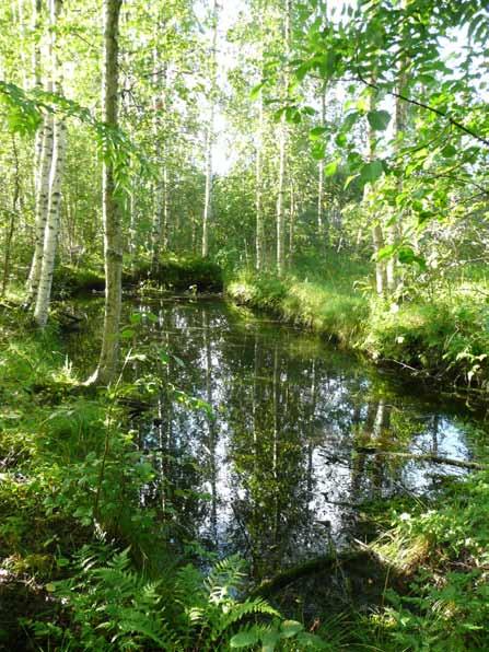 Kuva 5. Mallasojan varressa metsäsaarekkeessa sijaitseva vesiallas (kohde 1). Kuva: Jonna Partanen. Kohde 1.