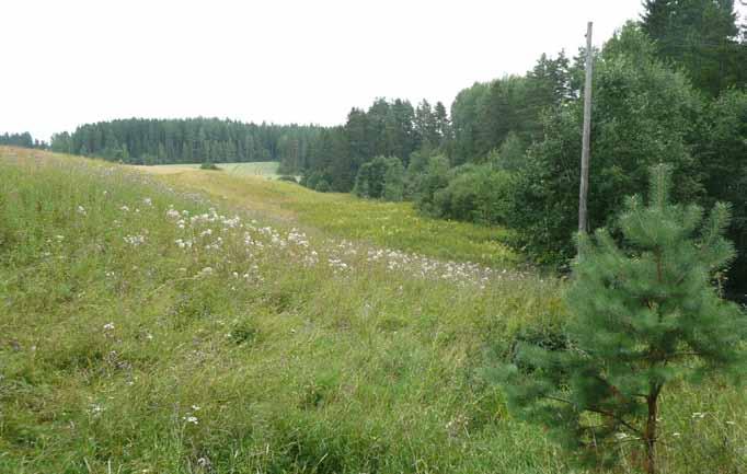 Kuva 26. Korko-ojan varteen saisi perustettua kosteikon patoamalla (kohde 20). Kuva: Jonna Partanen. Kohde 20.