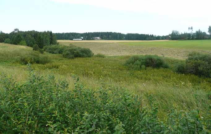 Kuva 33. Varsanojan varren painanteessa olisi luontainen paikka kosteikolle (kohde 26). Kuva: Jonna Partanen. Kohde 26.