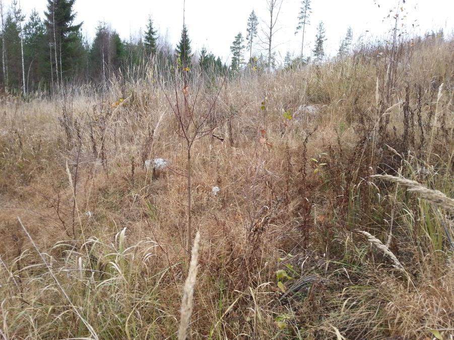 Kuva 2. Pintakasvillisuus oli paikoin runsasta. ( Ville Vesilahti, 2014). Istutettujen taimien kasvua häiritsevää lehtipuustoa esiintyi mainittavassa määrin kahdeksalla uudistusalalla.
