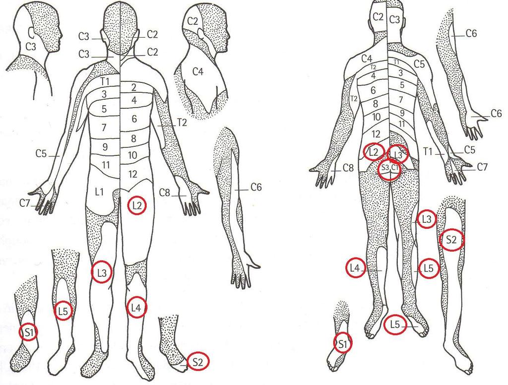 10 KUVIO 2. Spinaalihermon muodostamat rakenteet (mukailtu Neumann 2010, 310.) Jokaisen ventraalijuuren sensorinen hermosäie kattaa kehosta tietyn segmentaalisen ihoalueen, jota sanotaan dermatomiksi.
