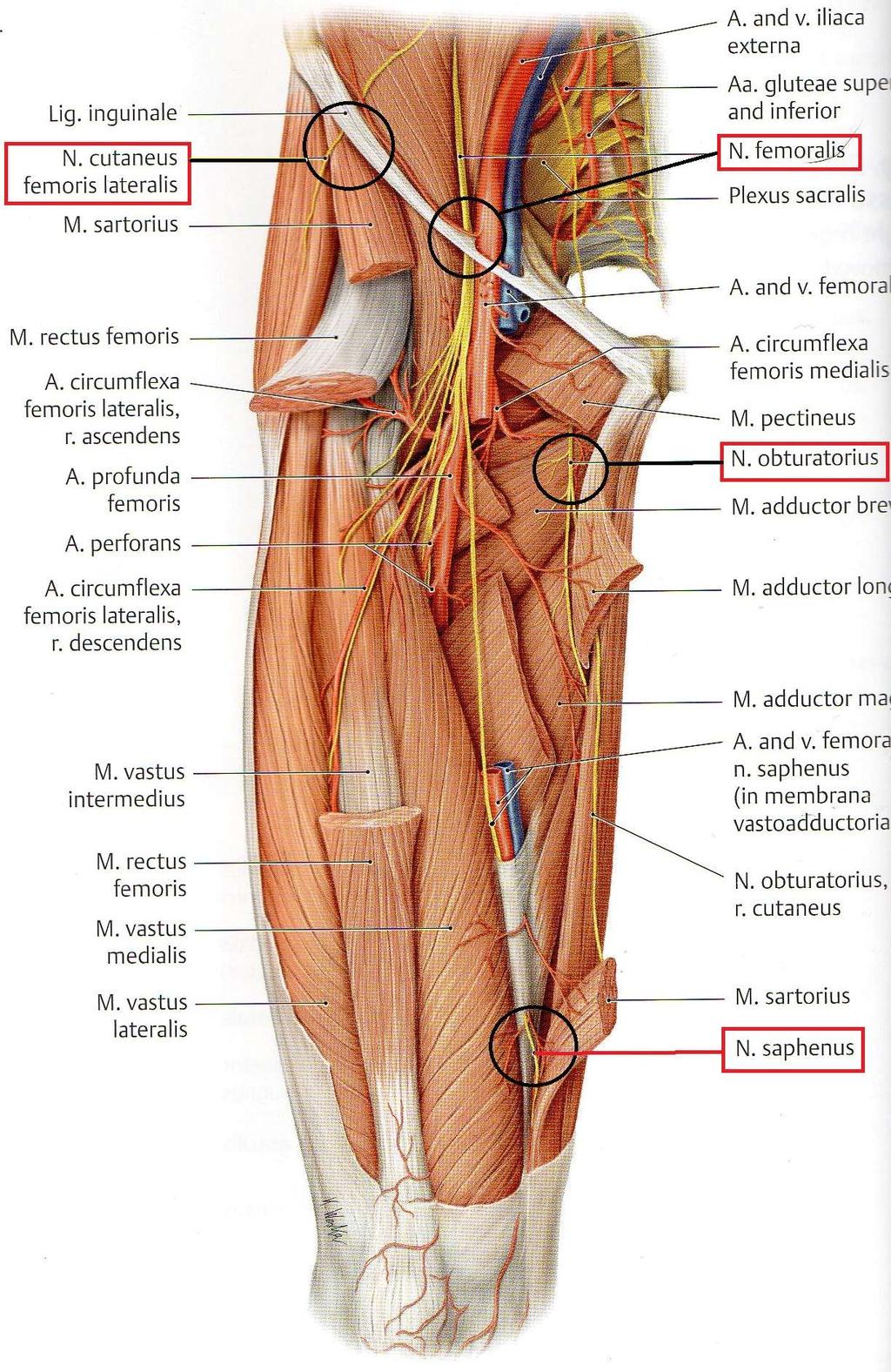 34 KUVIO 9. Plexus lumbaliksen tyypillisimmät vamma-alueet (mukailtu Gilroy ym. 2009, 464.) Meralgia paraesthetica on n.