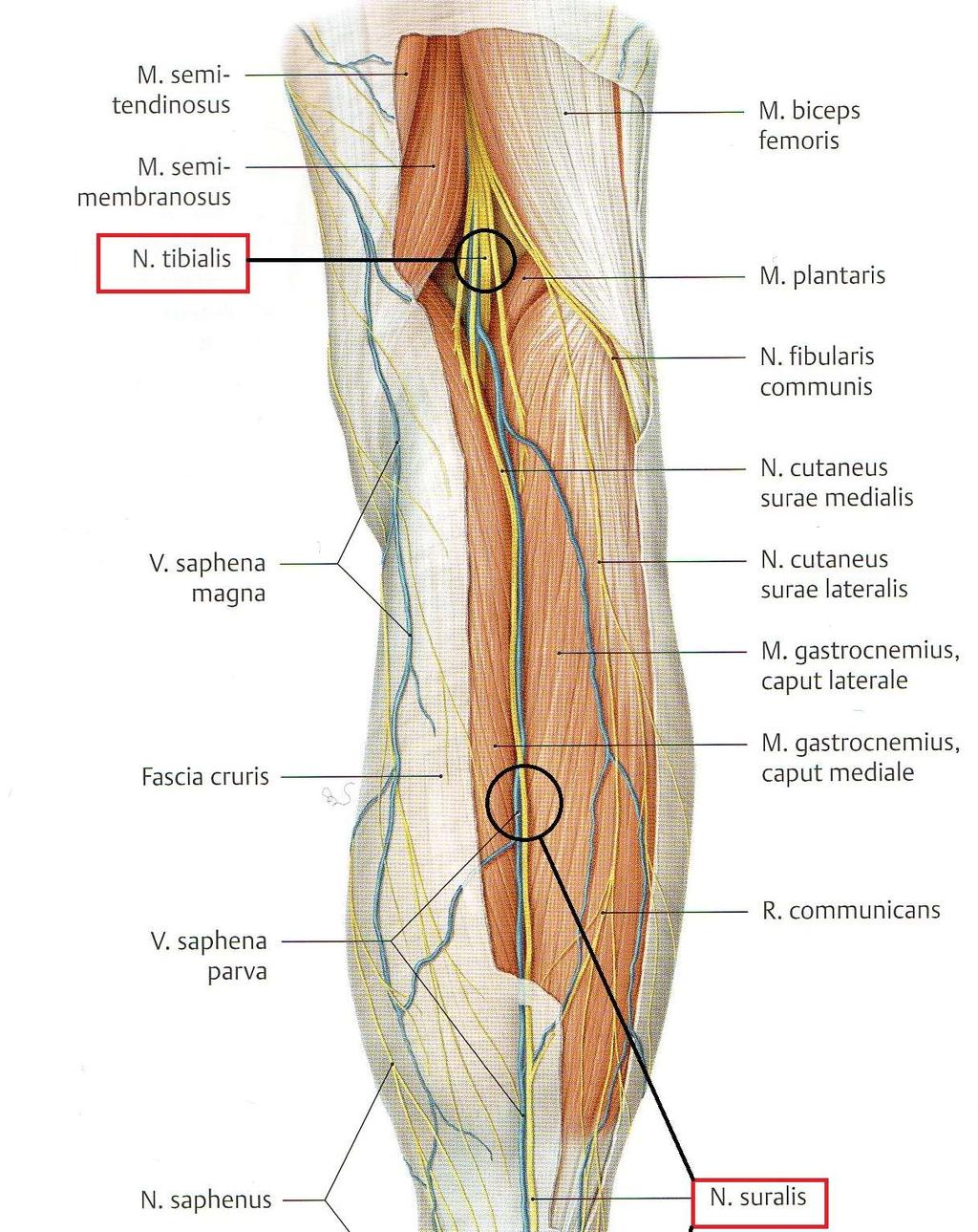 37 N. suralis voi vammautua nilkan lateraaliosien leikkauksissa, sillä hermo kulkee anatomisesti lateraalimalleolin takana.