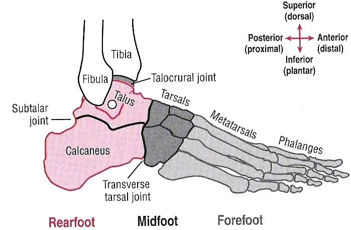7 osallistuvat säären takaosan lihakset, joista tärkeimmät ovat m. gastrocnemius, m. soleus ja m. flexor digitorum longus. Lisäksi plantaarifleksiossa avustavat m. plantaris, m. tibialis posterior, m.