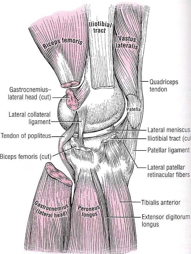 14 yksi lihas, m. quadriceps femoris. Polviniveltä koukistavat lihakset ovat m. biceps femoris, m. semitendinosus, m. semimembranosus, m. gracilis, m.sartorius, m.popliteus ja m.