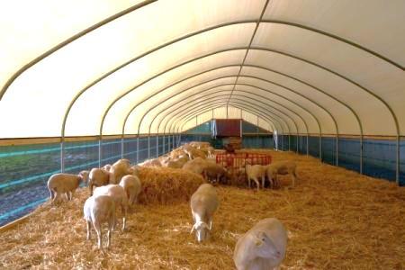 16 Suomessa lampolat ovat yleisesti ottaen kylmälampoloita, koska tutkimustulosten ja kokemusten perusteella eristämättömässä lampolassa lampaiden terveydentila ja bakteerikanta ovat parempia