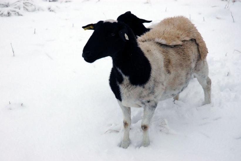 27 Kuvio 5. Tyypillisen värinen dorper-lammas kesken villanvaihtokauden. Kuva AgriLife Today (CC BY-NC-ND 2.0) 4.3.