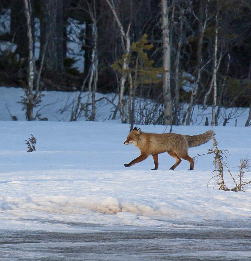 Kuva: Markku Pirttimaa 5. Kettu (Vulpes vulpes) Kettu on koko Suomessa tavattava koiraeläin. Kettu on helppo tunnistaa sen punertavan ruskeasta turkista, tuuheasta hännästä ja pystyistä korvista.