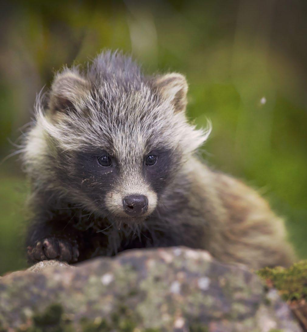 Kuva: Vastavalo 6. Supikoira (Nyctereutes procyonoides) Supikoira on Aasiasta kotoisin oleva vieraslaji, jota nykyisin tavataan maassamme yleisesti pohjoisinta Suomea lukuun ottamatta.