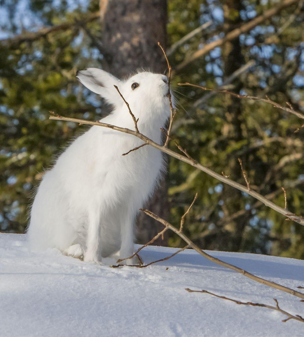 Kuva: Markku Pirttimaa 7. Metsäjänis (Lepus timidus) Metsäjänis on nimensä mukaisesti metsissä viihtyvä jäniseläin, jonka tunnistaa talviaikaan valkeasta turkista.