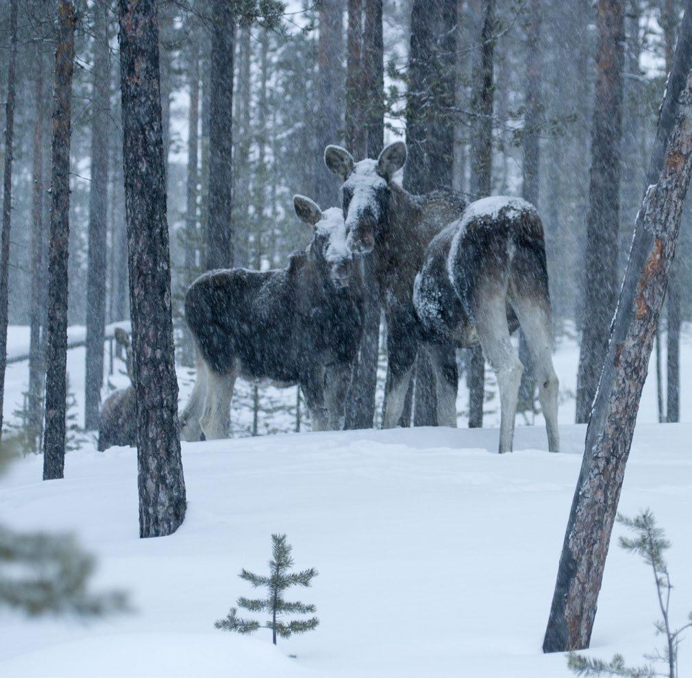 Kuva: Markku Pirttimaa 1. Hirvi (Alces alces) Hirvi on suurikokoisin hirvieläin ja samalla Suomen suurin nisäkäs. Hirviä esiintyy koko maassa metsäisillä seuduilla.