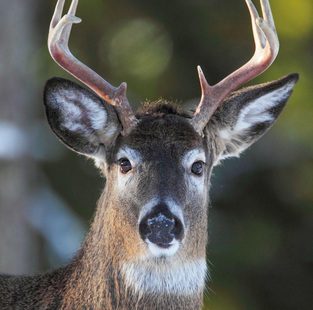 Kuva: Kimmo Pöri 2. Valkohäntäpeura (Odocoileus virginianus) Valkohäntäpeura on tuotu Suomeen riistaeläimeksi Pohjois-Amerikasta 1930-luvulla.