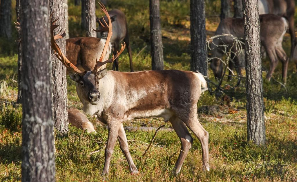 3. Metsäpeura (Rangifer tarandus