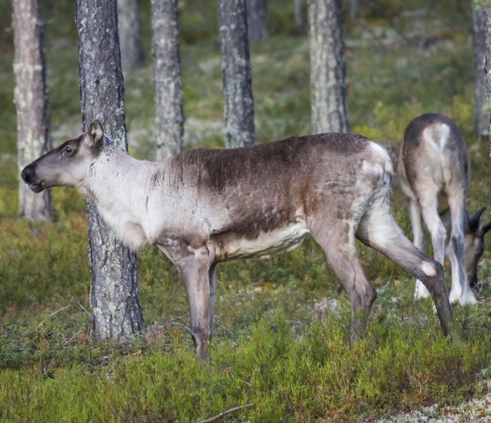 Kuva: Mikko Rautiainen 3. Metsäpeura (Rangifer tarandus fennicus) Metsäpeura on keskikokoinen, Suomen alkuperäislajistoon kuuluva hirvieläin.