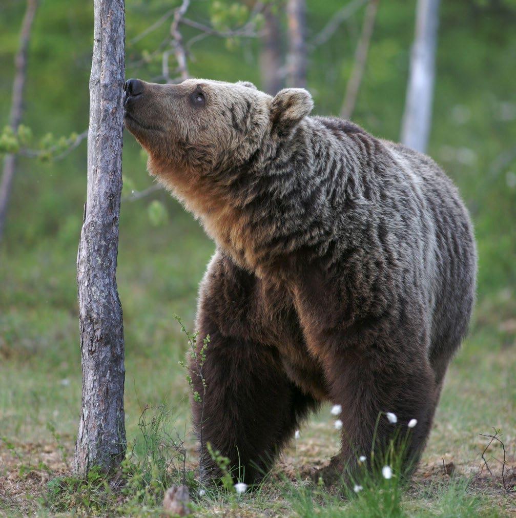 Kuva: Hannu Huttu 4. Karhu (Ursus arctos) Karhu on Euroopan suurin petoeläin ja Suomen kansalliseläin. Karhu on suuri petoeläin, jonka säkäkorkeus on 80 125 cm, pituus 135 250 cm ja paino 60 300 kg.