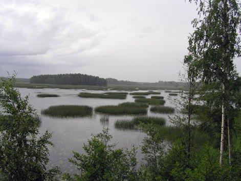 Myös ruovikoita on järvellä vähän. Mainittavimmat ruovikot ovat luoteisrannalla ja sekä itäpään saarten itärannoilla.