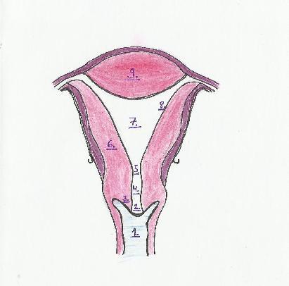 Opaslehtiseen laitettiin piirros kohdun anatomiasta, jonka piirsi Jenna Raatikainen (kuva 1). 1. Emätin 2. Ulompi kohdunsuu 3.