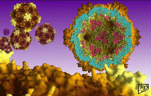 VIRUKSEN MONISTUMINEN SOLUSSA 1. ADSORPTIO (KIINNITTYMINEN) - virus tarttuu solun reseptoreihin 2.