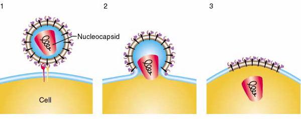 globosidi, ICAM-1, laminiini-reseptori, EGF-reseptori.