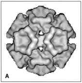 Martinus Beijerinck Virus = taudinaiheuttaja, virulentti Virus keksittiin : Tupakan mosaiikkivirus (TMV) on pienempi kuin muut taudinaiheuttajat. Ei voida filtroida pois.
