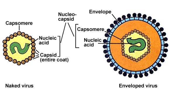 VIRUSTERMINOLOGIA Kapsidi (Kapsid, Capsid) Rakenneyksikkö