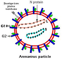 Paramyxovirus Cytomegalovirus HELIKAALINEN VIRUSSYMMETRIA