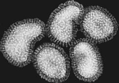 Helikaalinen symmetria Filo: Ebola