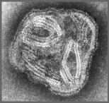 Paramyxo Coronavirus Rhabdo: