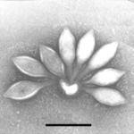 .. Molluscum contagiosum poxvirus Fusellovirus Acidianus bottle-shaped virus (Ampullavirus) VIRUSTEN LUOKITTELU Otetaan huomioon kemialliset, fysikaaliset ja biologiset ominaisuudet: