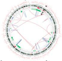 Eri lajien genomit - reittien ja verkostojen Genomilääketiede HUGO (Human Genome Organisation) 1990-2003 Ihmisen DNA sekvenointi Francis Collins (NIH+muut) ja J.