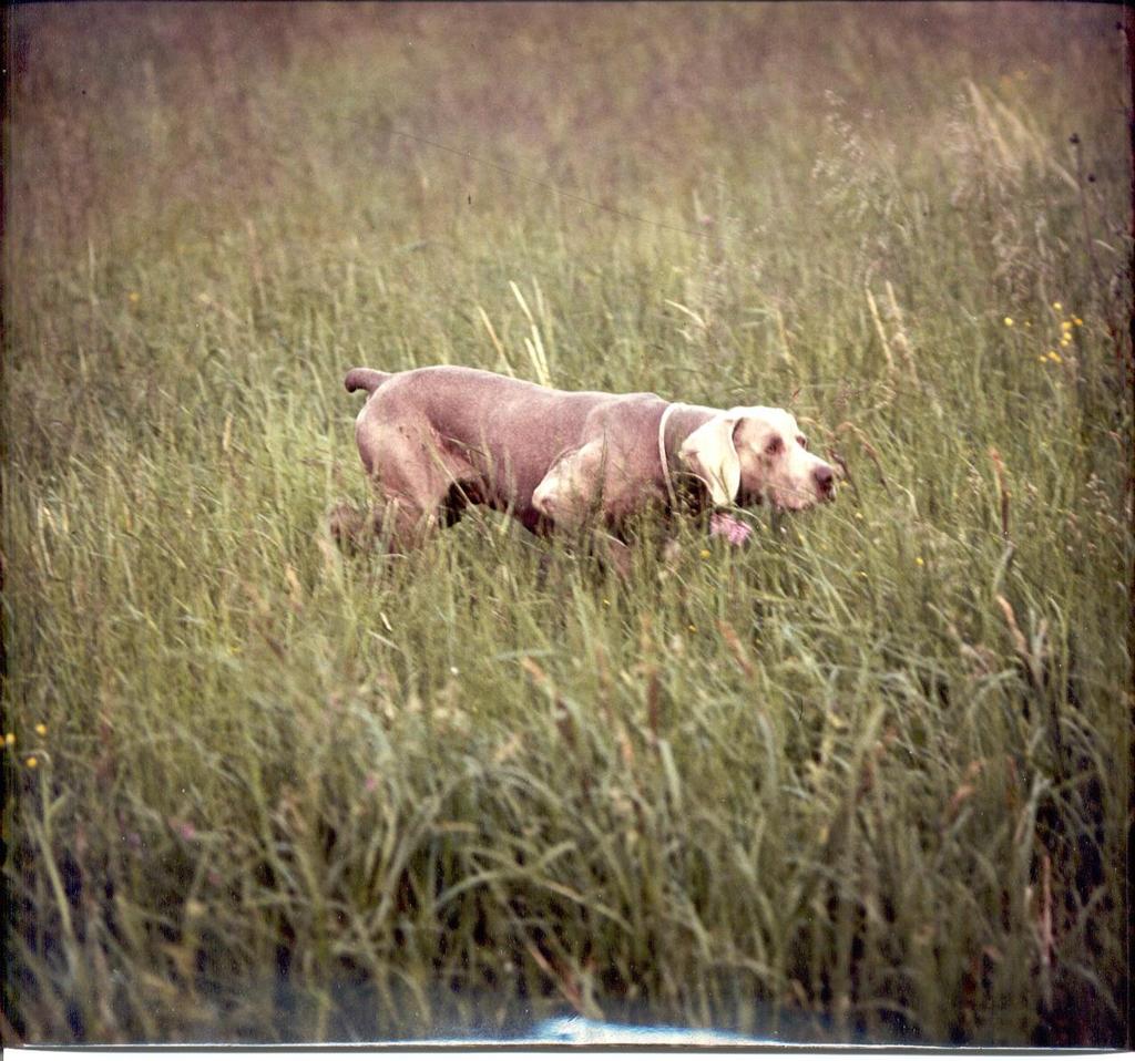 WEIMARINSEISOJA (Weimaraner) Alkuperämaa: Saksa Kuva Raija Tammelin Saksanseisojakerho ry 2016 Laatinut Raija Tammelin 2013, päivitys 2016