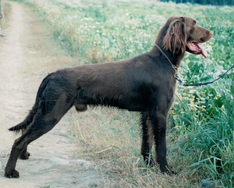 2 mannermaiset spanielityyppiset kanakoirat Käyttökoetulos vaaditaan.