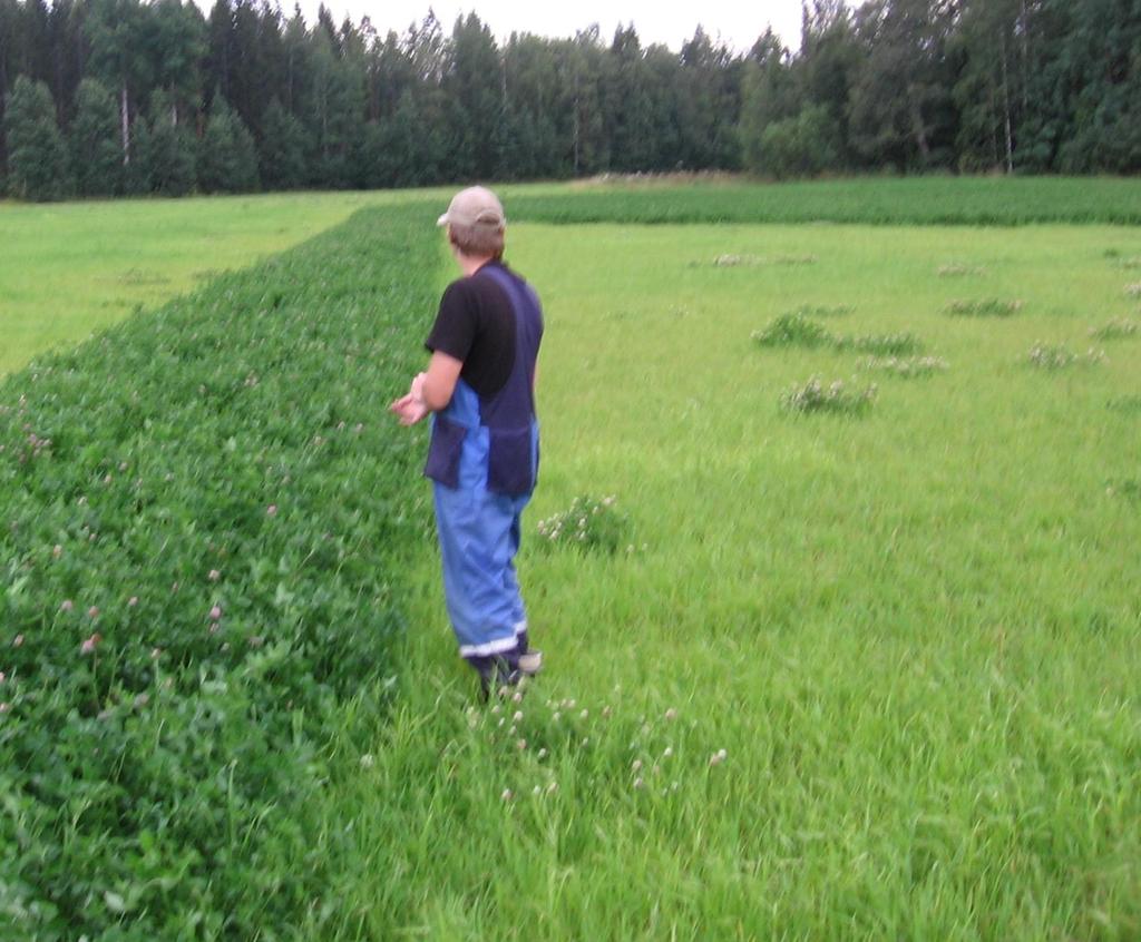 Puna-apila lampaiden ruokinnassa Maittavuus säilörehussa hyvä, Edullista valkuaista Kasviestrogeeni valetiineydet Puhaltumistapaukset syksyisin